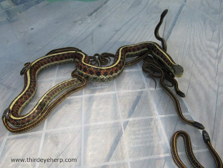 Coast Garter Snake